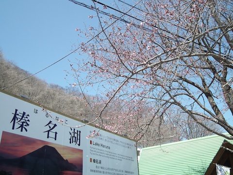 榛名湖の桜