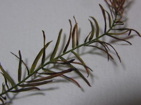 ファイル 981-5.jpg