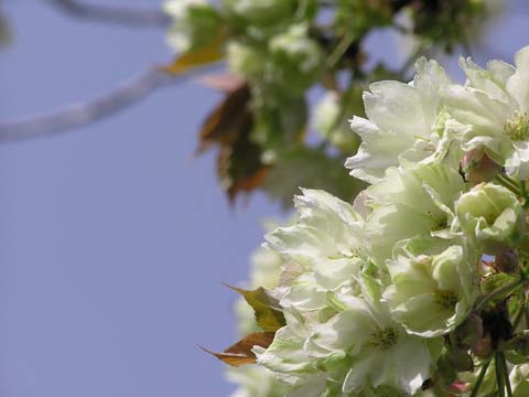 薄緑の桜