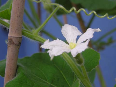 センナリビョウタンの雌花