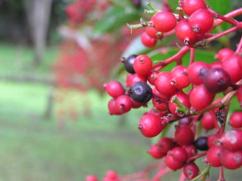 珊瑚樹の実