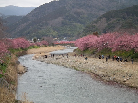 カワヅザクラ（河津桜）