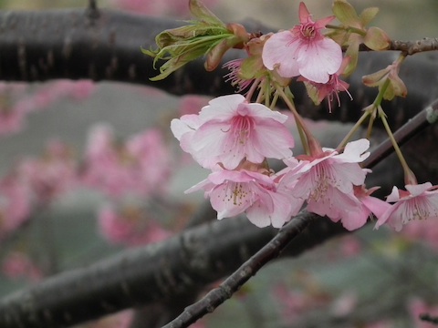 カワヅザクラ（河津桜）