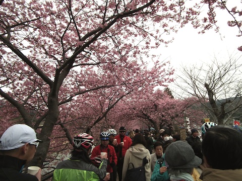 カワヅザクラ（河津桜）