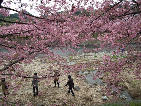 カワヅザクラ（河津桜）