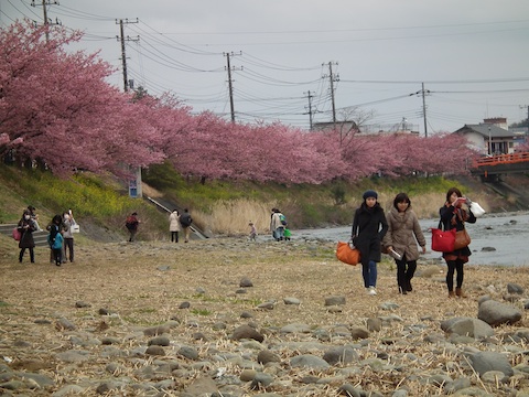 カワヅザクラ（河津桜）