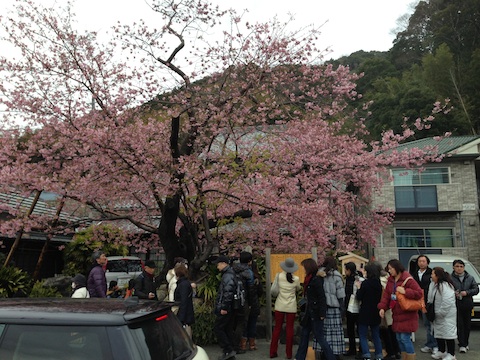 カワヅザクラ（河津桜）