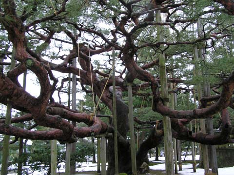 金沢兼六園