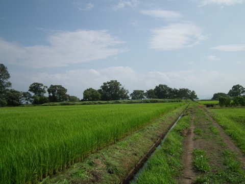 野口英世記念館裏の農地