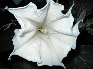 ケチョウセンアサガオの花
