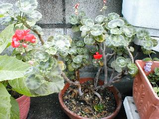 テンジクアオイ(ゼラニウム)