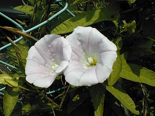 ヒルガオの花