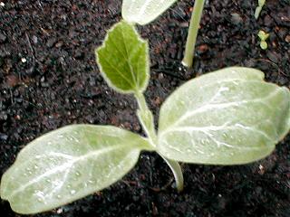 千成ヒョウタンの本葉