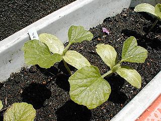 千成ヒョウタン