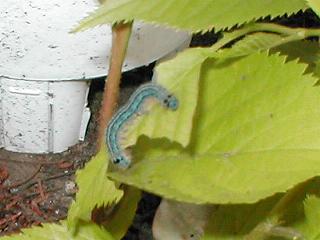 オビカレハの幼虫