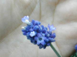 ラベンダーの花