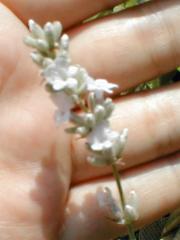 ナナロゼアの花