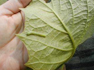 チョウセンアサガオの芋虫