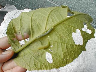 芋虫