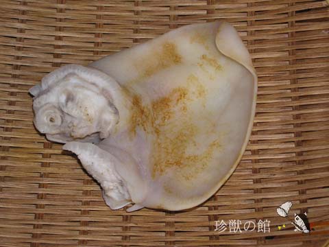 ブタの耳