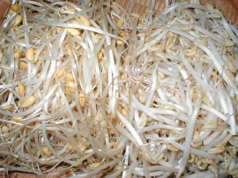 大豆モヤシ（左）と緑豆モヤシ（右）