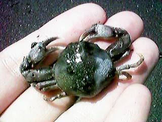 手のひらにコブシガニ