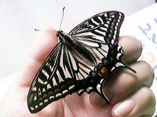 アゲハ