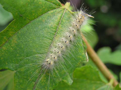 珍獣様の博物誌 虫ばっかり 図鑑風