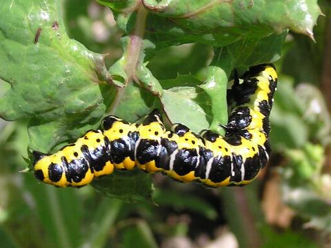 ホソバセダカモクメの幼虫