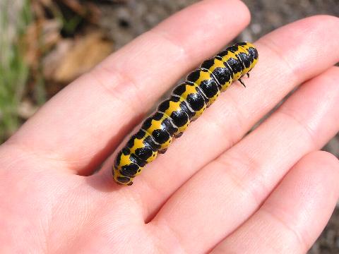 ホソバセダカモクメの幼虫