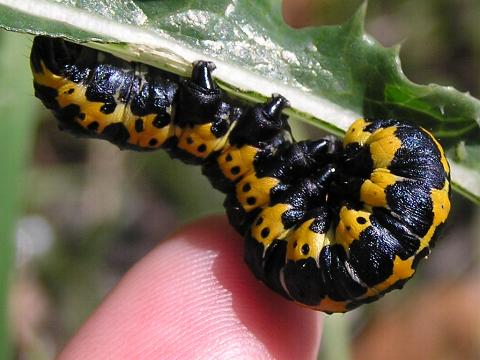 ホソバセダカモクメの幼虫