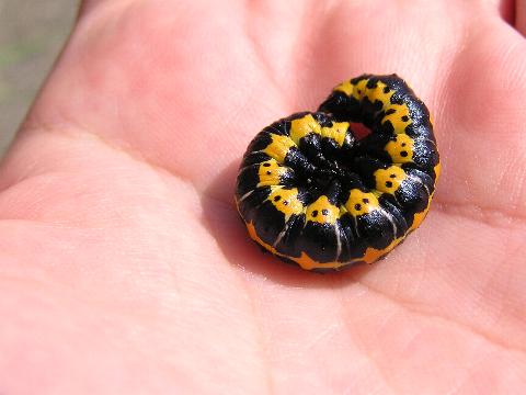 ホソバセダカモクメの幼虫