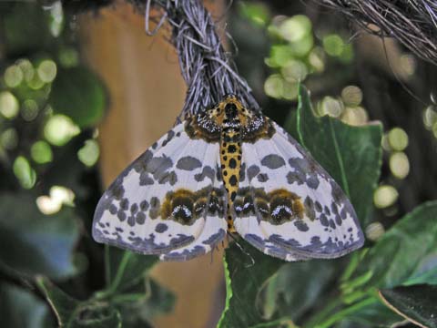 珍獣様の博物誌 虫ばっかり 図鑑風