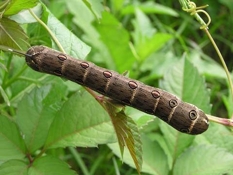 珍獣様の博物誌 虫ばっかり 図鑑風