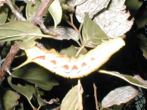 モモスズメの幼虫（黄色型）