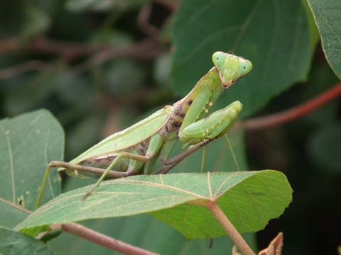 ハラビロカマキリ