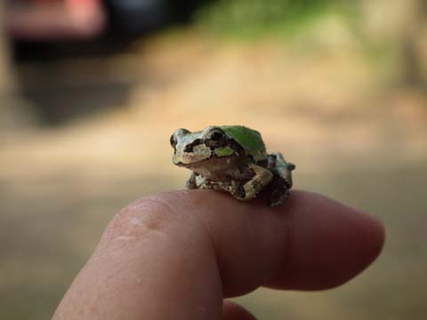 ニホンアマガエル