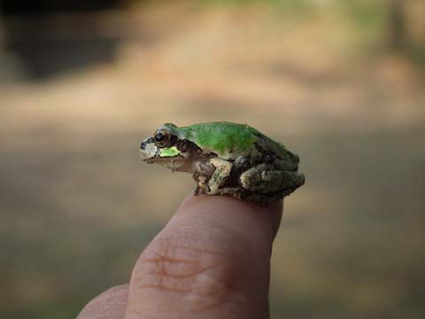 ニホンアマガエル