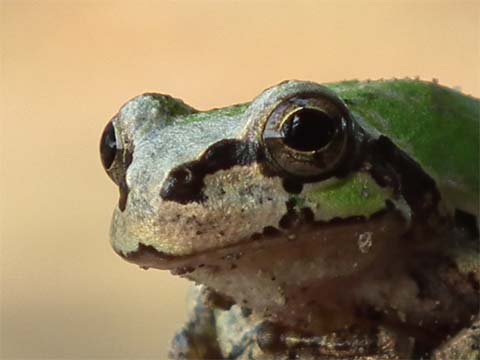 ニホンアマガエル