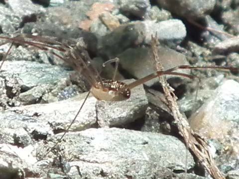 ザトウムシの一種