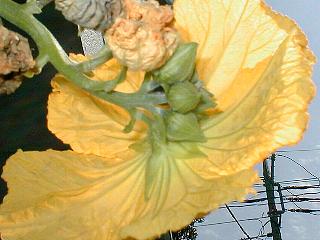 雄花の裏側