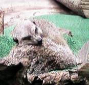 たれミーアカット