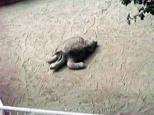 たれゾウガメ