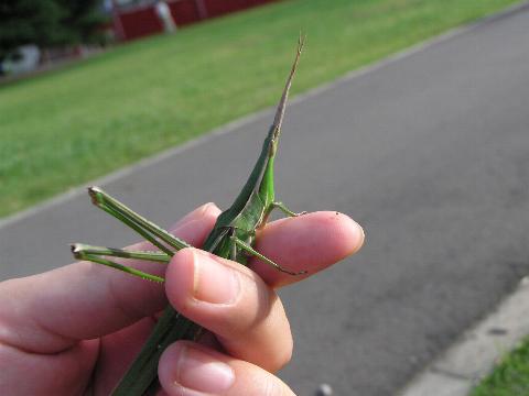 ショウリョウバッタのメス