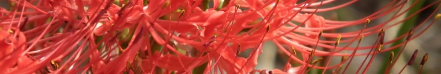 DSCF0305s