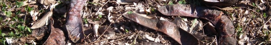 DSCF0671s
