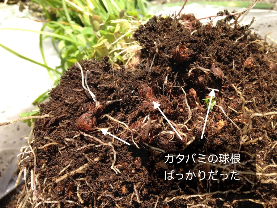 ニラとノビルの根っこ タマネギの芽 スイセンの葉と球根 超 珍獣様のいろいろ